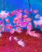 Glow Tetra Fish (Adult Size)